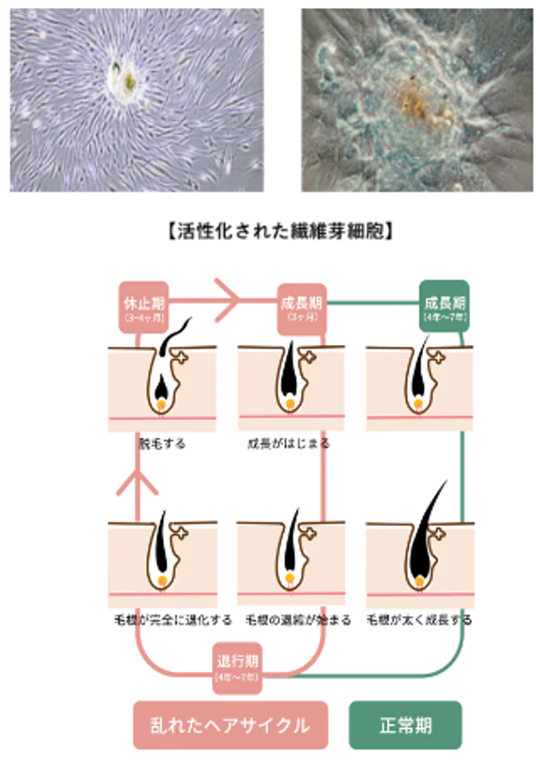 治療の理論