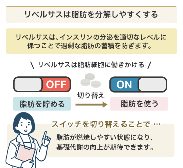 リベルサスは脂肪を分解しやすくして痩せ体質を作る